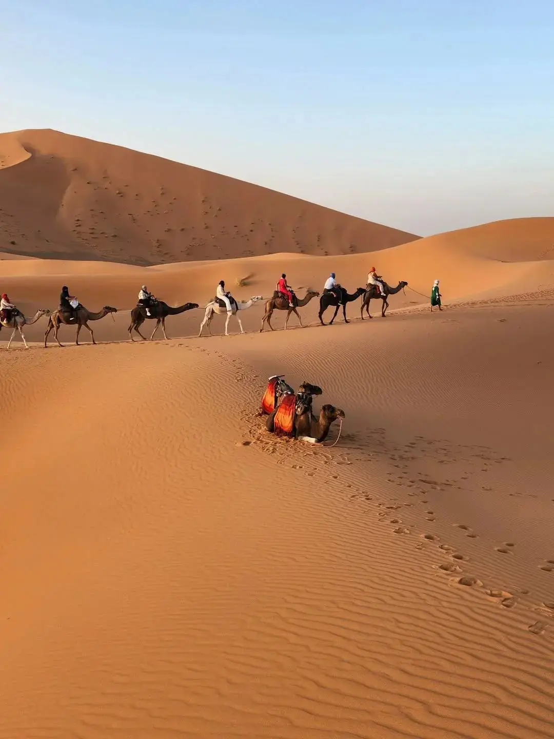 Caravana de camellos cruzando las dunas del Sahara
