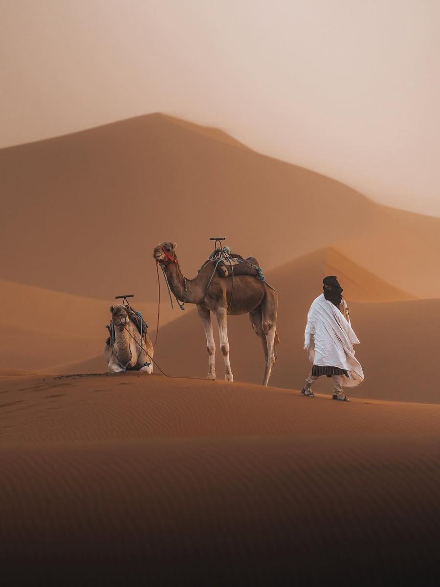 Guía con camellos en las dunas al atardecer